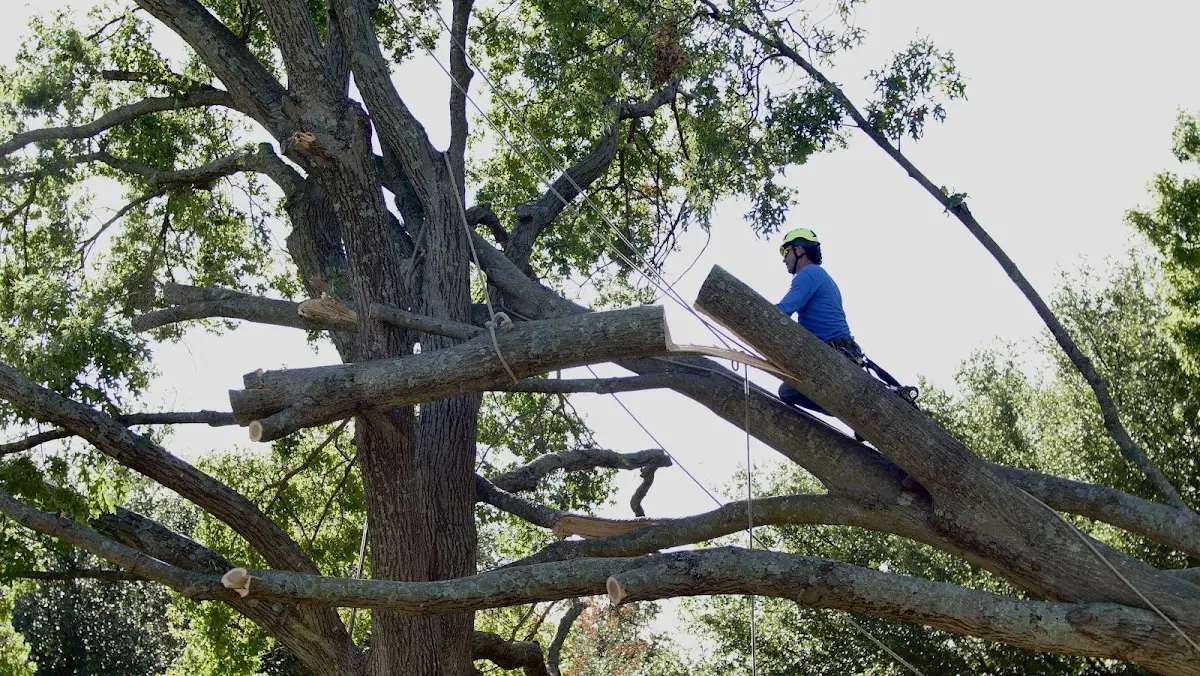 Professional Hazardous Tree Removal performed by certified arborists in Bertrand